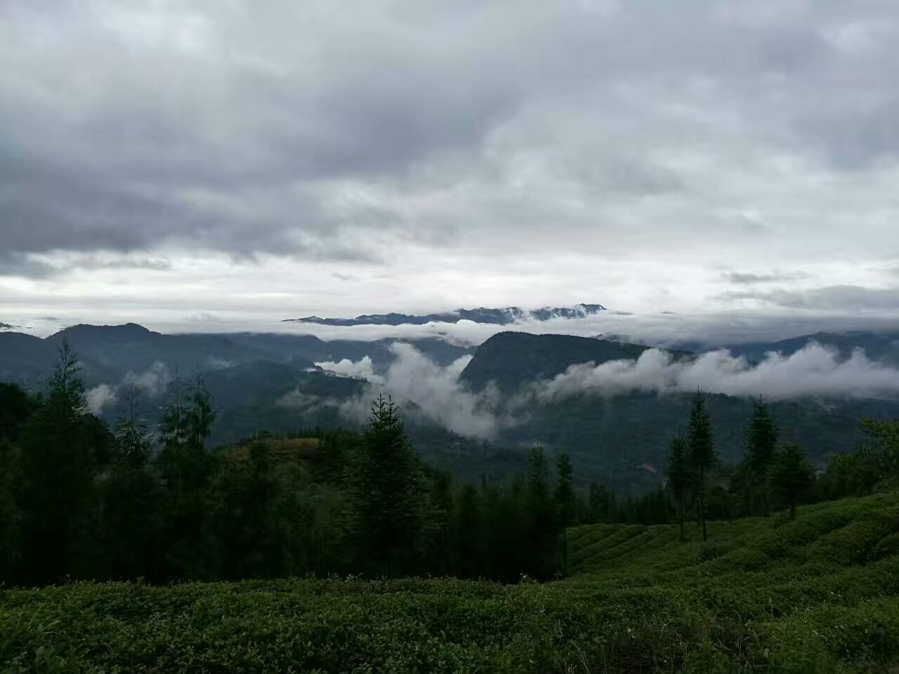 马边高山最大老川茶小叶种基地