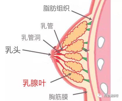 乳腺的分布图图片