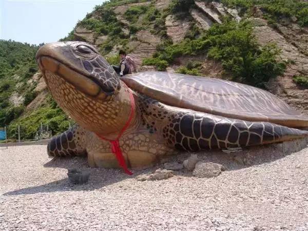 大连海之韵大海龟图片