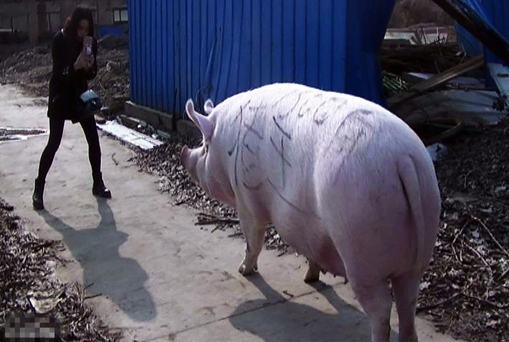 中国6000斤猪王图片图片