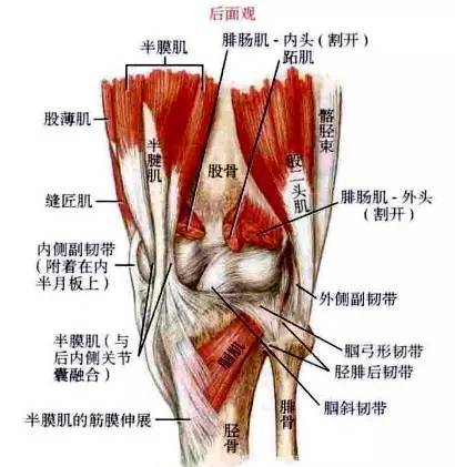 膝关节屈曲的肌肉图片