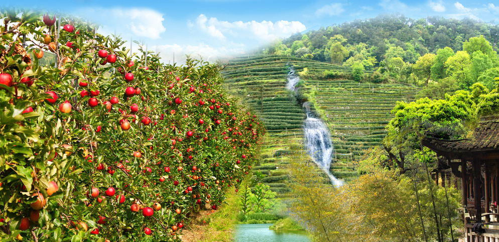 陕北苹果树的种植与培育