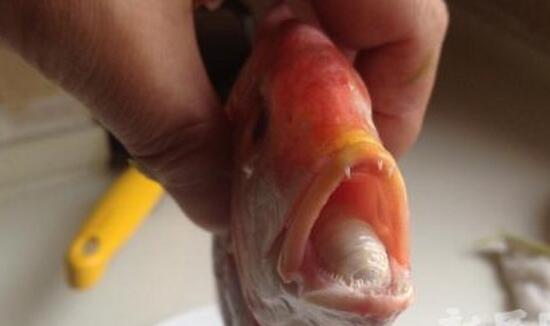 最恐怖的寄生虫堪比外星生物 寄生在鱼的舌头上