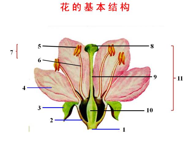 花儿结构图图片