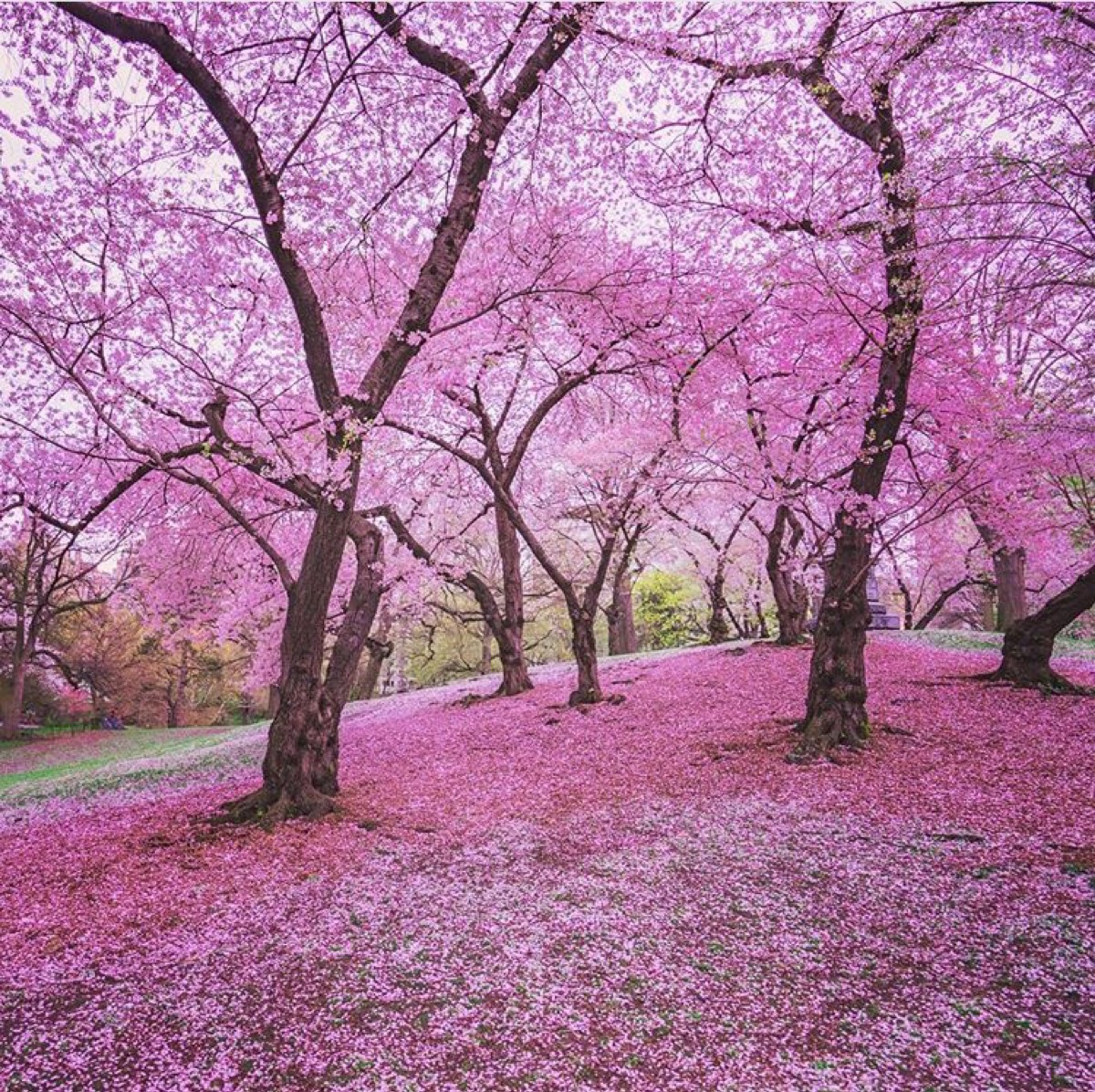 樱花树的样子图片图片