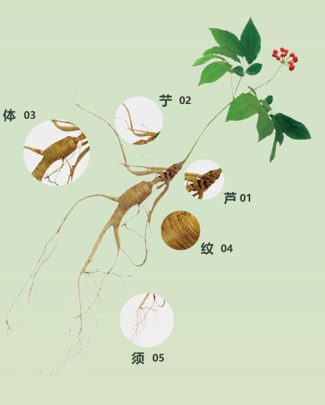 科普:野山参参纹,分辨人参特征之一,人参纹