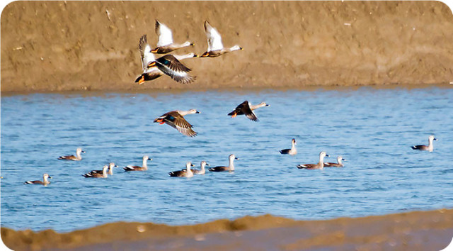 崇明岛东滩候鸟保护区图片