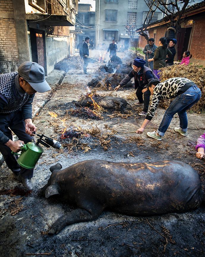 彝族过年杀猪的图片图片