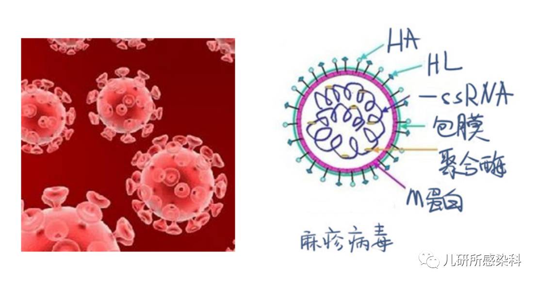 麻疹第一期麻疹病毒