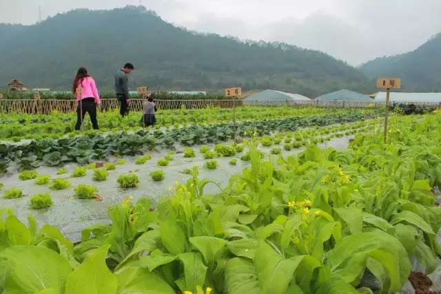 政和後花園石圳灣喊你來種菜