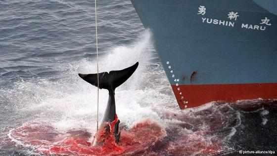 这种鲸鱼数量锐减,日本居然又偷偷去捕杀它们了!