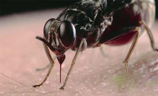 采采蝇,每年平均致死万人:采采蝇会传播一种昏睡症疾病,这种寄生虫