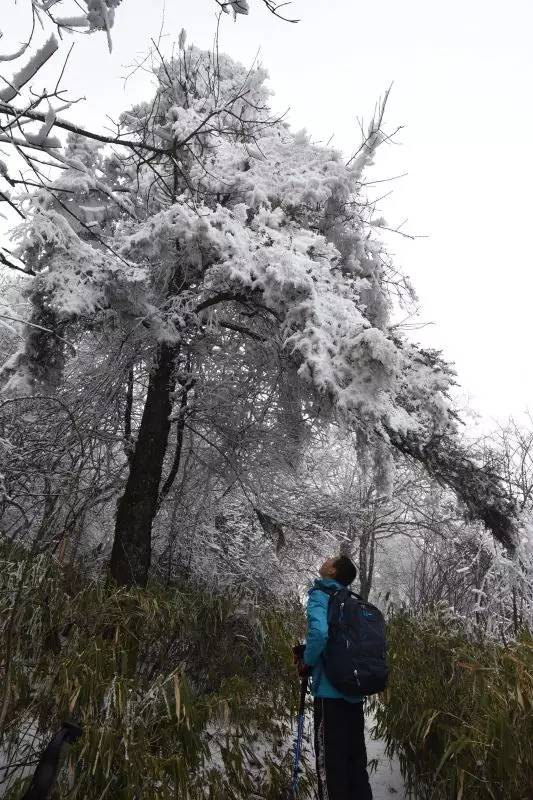 彭州卧龙谷雪景图片