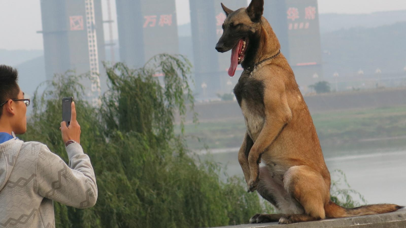 馬犬幾個月開始訓練