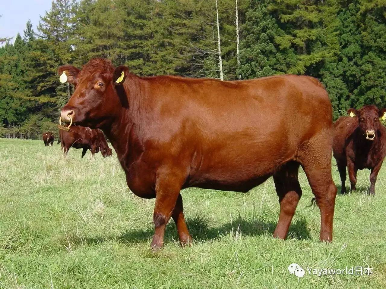 japanesepolled (mukaku washu)无角和种,是以山口县的本土牛与苏格兰