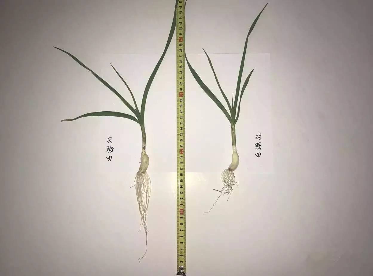 小麦的根茎叶图图片