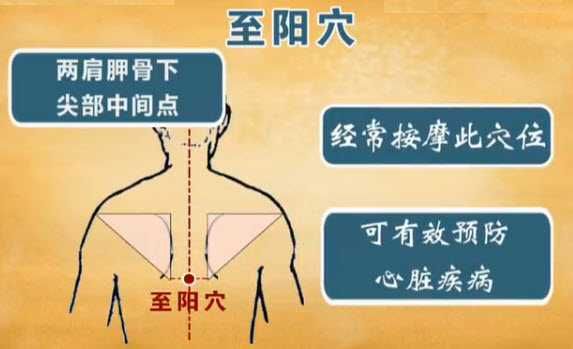 至阳的准确位置图图解图片