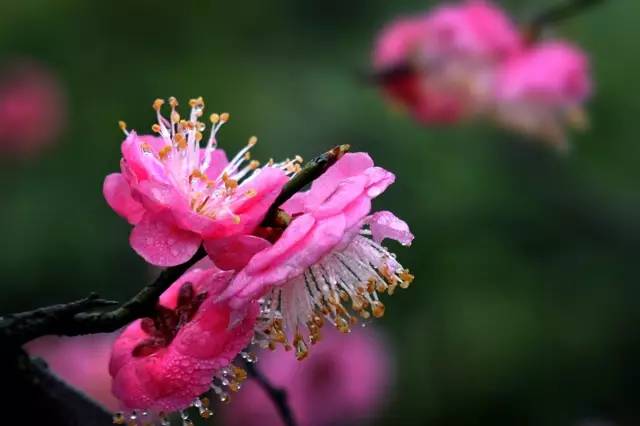 凤凰沟梅花节图片