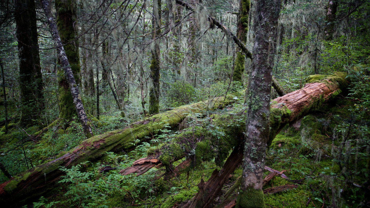 静谧的原始森林天然的恐怖地带