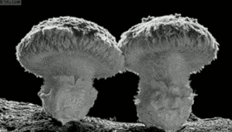 蘑菇云gif图片