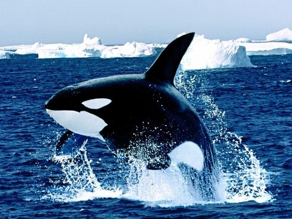大西洋二型虎鲸图片
