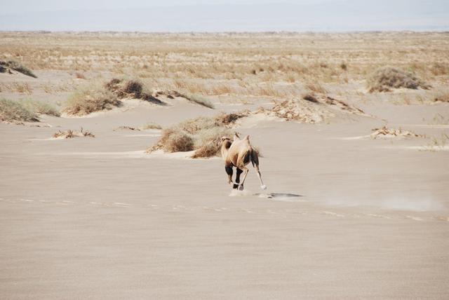 沙漠浪客图片