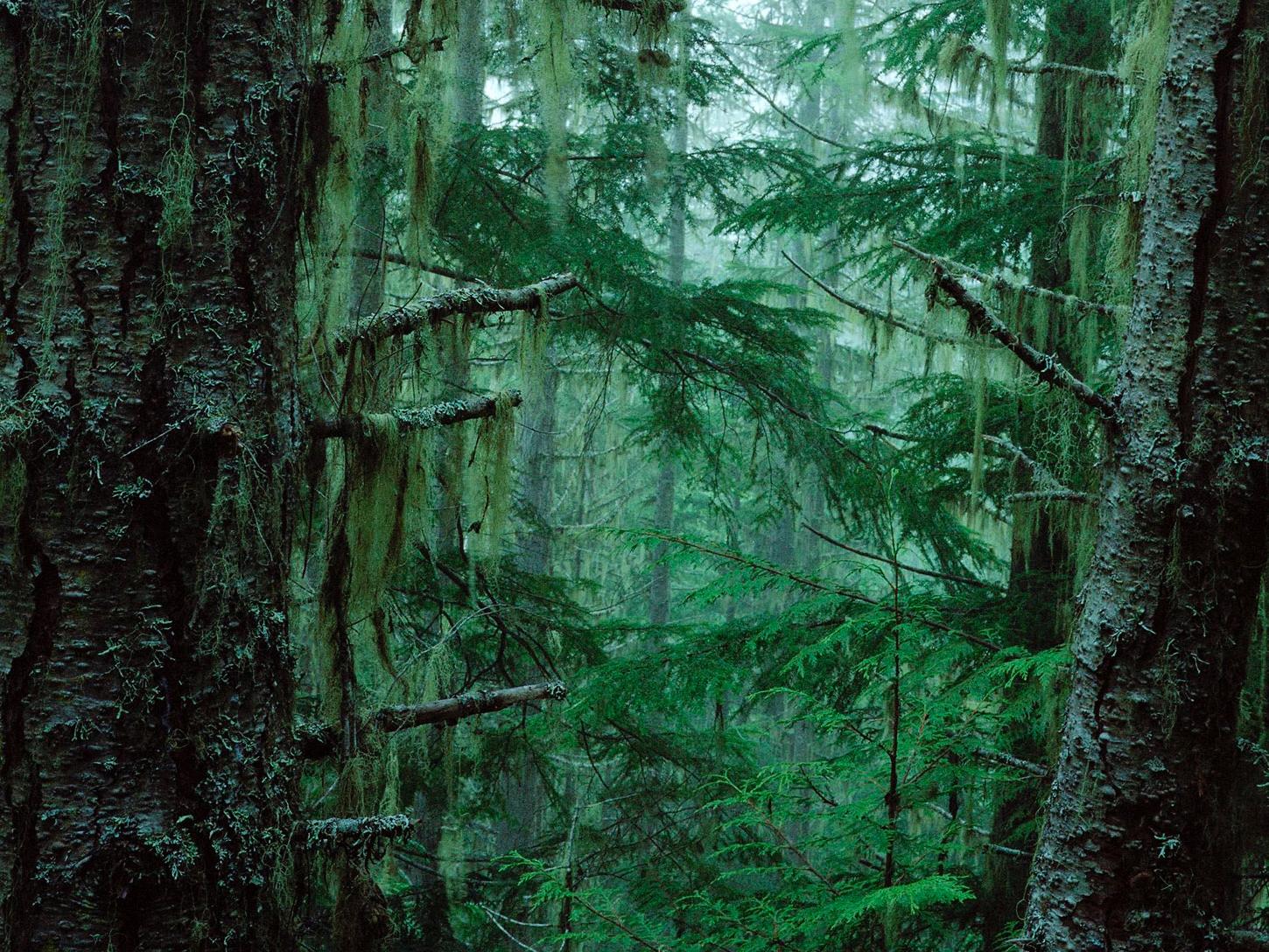 静谧的原始森林,天然的恐怖地带