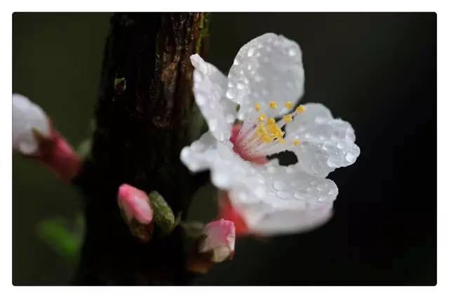 凤凰沟梅花节图片