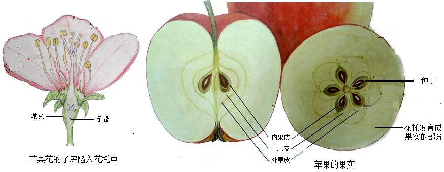 这样的果实称为真果;像苹果,海棠,黄瓜的果实,花托等结构也参与形成