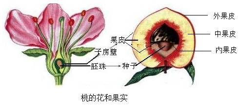 桃子的结构示意图图片