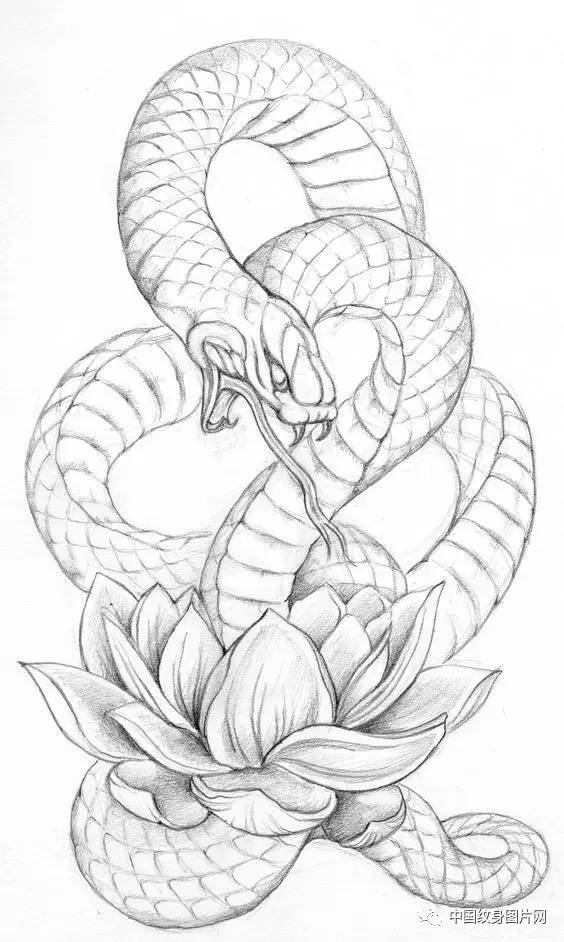 蛇纹身手稿 线条图片