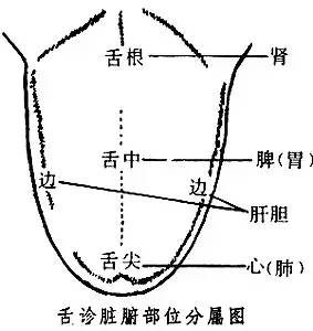 心,肺有病时,会在舌尖上反映;肝胆病反映在舌边,脾胃病反映在舌中部