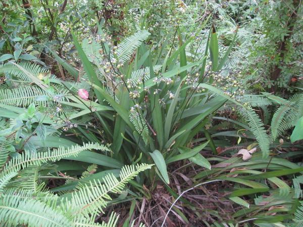 壮筋骨,益精神,明目:仙茅1000克(糯米泔浸五日,去赤水,夏月浸三日,铜