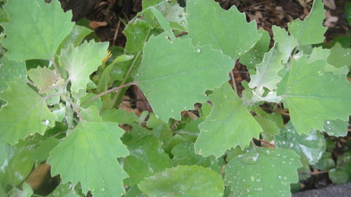 農村地裡一種常見的野菜 既能消除口臭又可補鈣