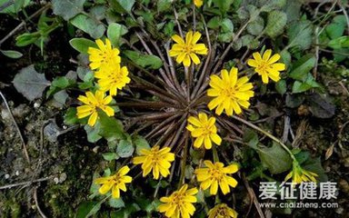 植物笔记:一年花事—稻槎菜