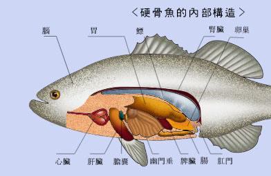 鱼的器官结构图图片