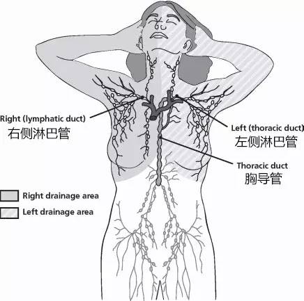 乳房的淋巴引流图片图片