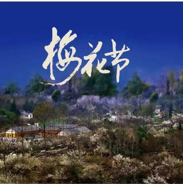 1月15日至18日荔波举办梅花节 游客免费游景区