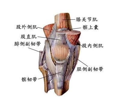 膝盖外侧副韧带痛图片