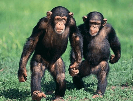 两只黑猩猩骑自行车图片