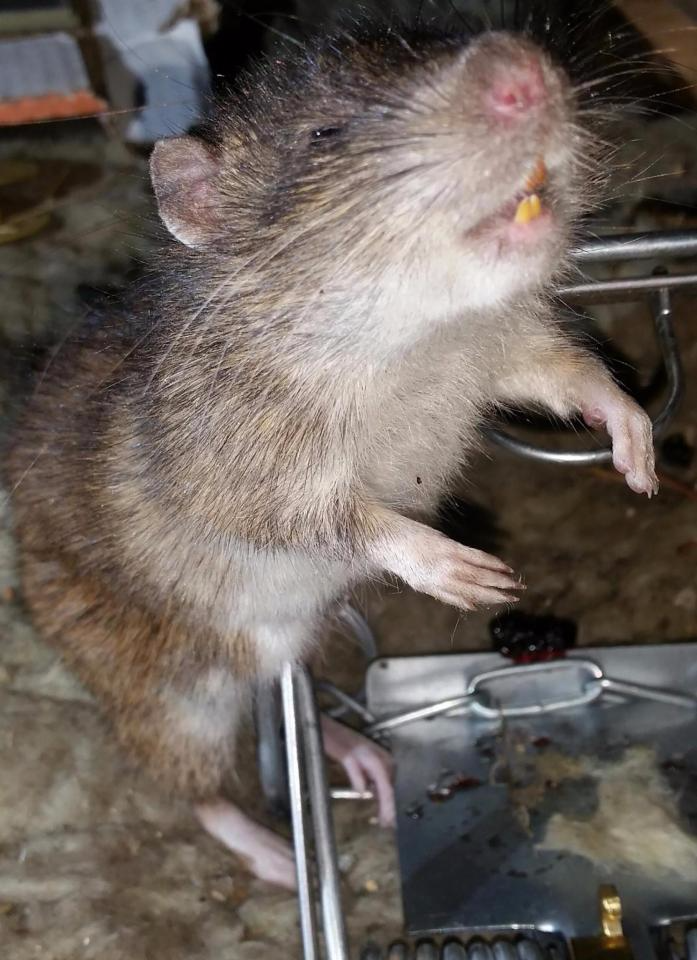 世界上最凶的老鼠图片