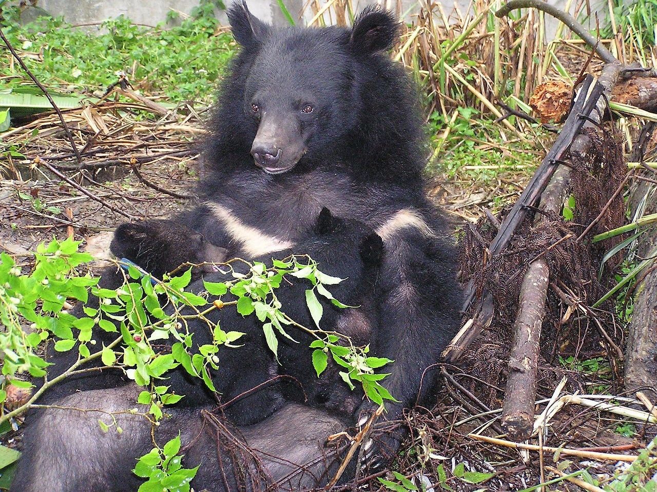许多熊类的雌性甚至会在冬眠期产下小熊