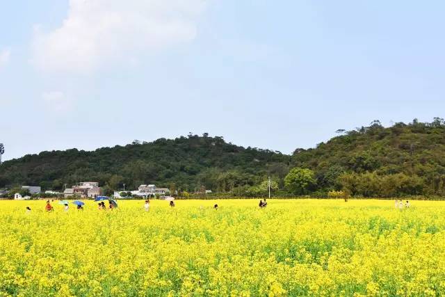 十里莲江春节期间60亩油菜花田盛情绽放逸丰生态养生园花样闹新年百花