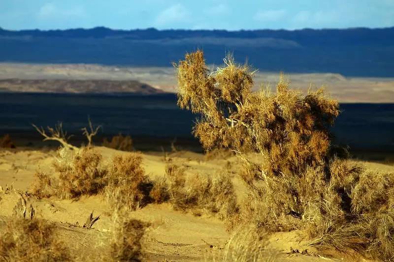 梭梭是落叶小乔木或大灌木,是中亚荒漠中分布最广的荒漠植被类型