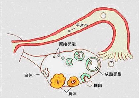 有正常月经和双相型体温就一定有排卵吗?