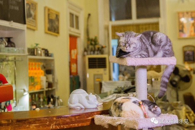 武汉这家最壕的猫咪咖啡馆满足猫奴的终极性幻想