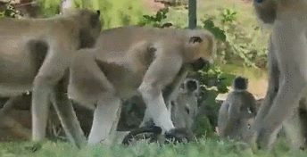 猴骑狗跑的动态图片图片