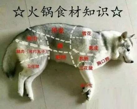 狗肉搞笑图片