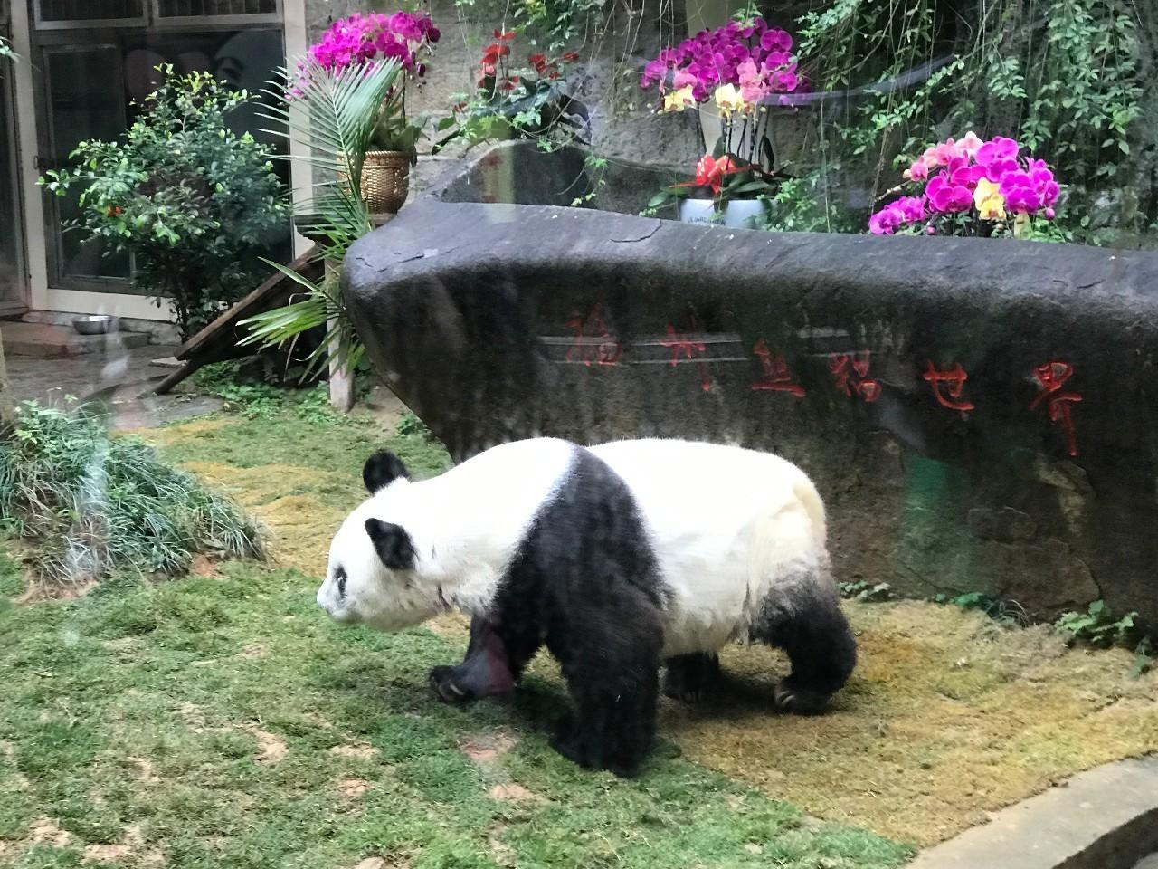 熊猫巴斯做成标本残忍图片