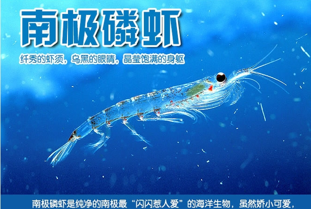 南极磷虾禁忌图片